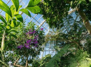 The New York Botanical Garden (NYBG)
