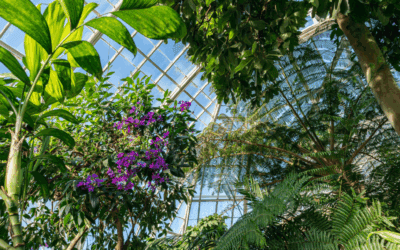 The New York Botanical Garden (NYBG)