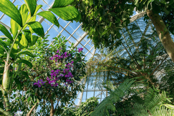 The New York Botanical Garden (NYBG)