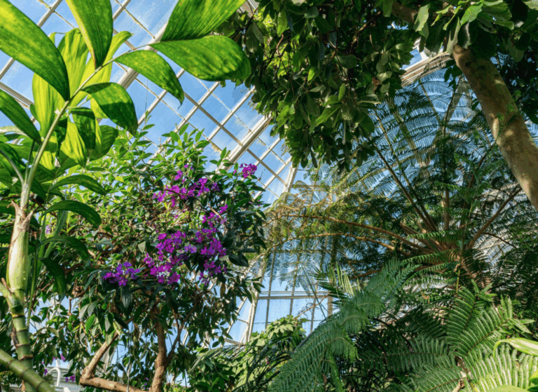 The New York Botanical Garden (NYBG)