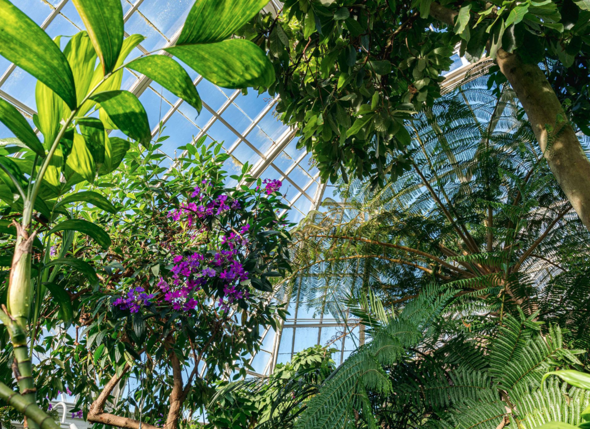 The New York Botanical Garden (NYBG)
