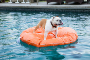 NYC Pools Are Given to Dogs Before Winter