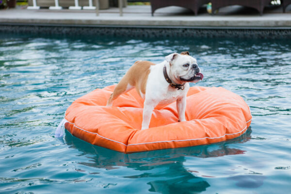 NYC Pools Are Given to Dogs Before Winter